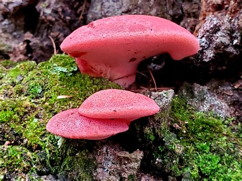 My first Fistulina hepatica. #mushrooms #fungi #nature #photography ...