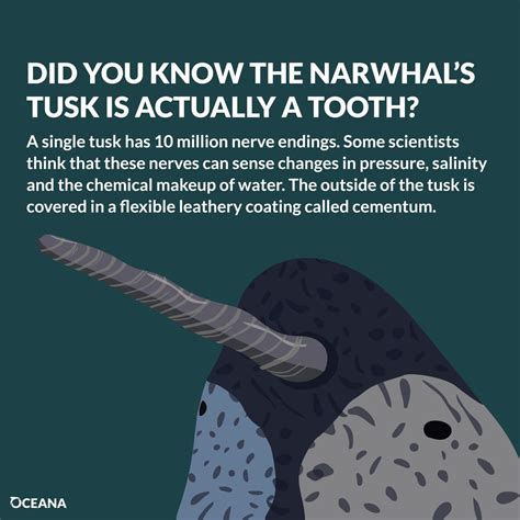 5 surprising narwhal facts for a chilly day | Oceana Canada