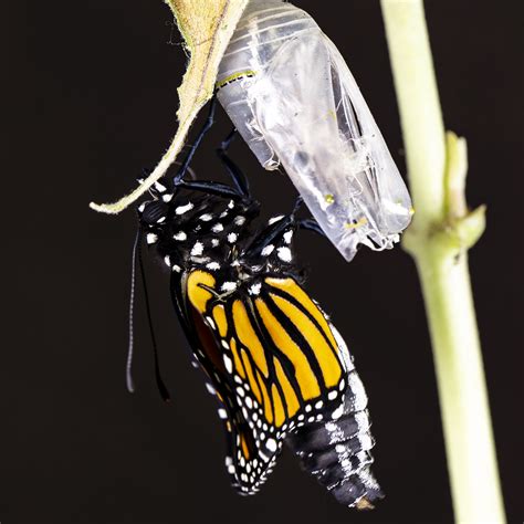 Monarch Butterfly Emerging from Chrysalis | North Dakota Game and Fish