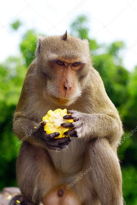 Monkey eat fruit in Thai — Stock Photo © smudger087 #9456132