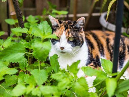 Growing Catnip: Information On Catnip Plants In The Garden | Gardening ...