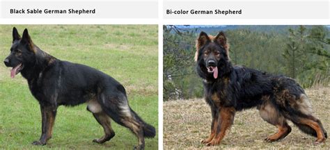 German Shepherd Coat and Color Varieties - PetHelpful