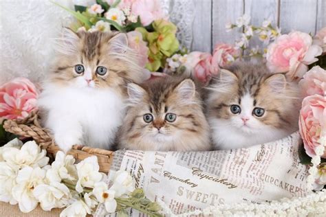 Teacup Persian kittens for sale | Doll Face Persian KittensPersian ...