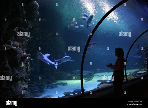 Shark Reef the shark exhibit at the Mandalay Bay on the Las Vegas Strip ...