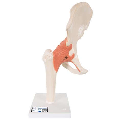 Anatomical Models | Human Joint Models | Deluxe Functional Hip Joint Model