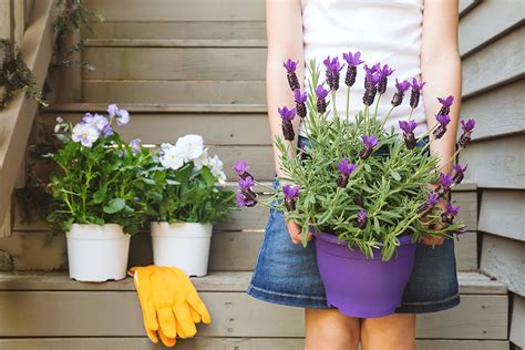 6 Tips for Growing Fragrant Lavender in Pots - Clean Green Simple