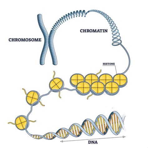 Eukaryotic Chromosome Structure Chromatin Chromatid Dna Condensation