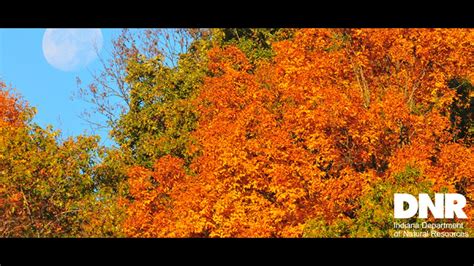 Brown County switches on 'leaf cam' that eyes fall foliage | wthr.com