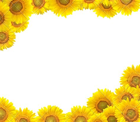 Sunflower border png, Sunflower border png Transparent FREE for download on WebStockReview 2024