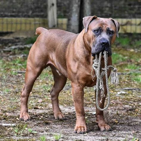 Boerboel 4 Colors & 4 Markings: Get To Know This Dog's Coat