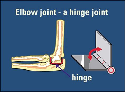 Pin on Physiotherapy & occupational therapy