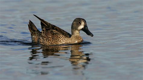 Photographing Wildlife Along the Florida Gulf Coast | Outdoor ...