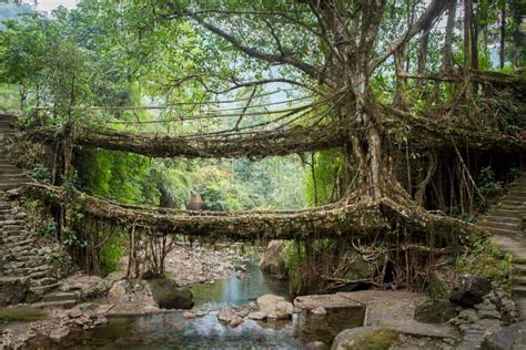 Double Decker Living Root Bridge in Meghalaya