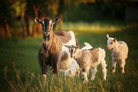 Download Baby Animal Animal Goat HD Wallpaper