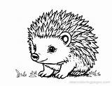 Hedgehog Coloring Pages  14 Free Printable AI Generated Designs sketch template