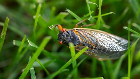 Cicada causes car crash in Ohio after hitting driver in the face