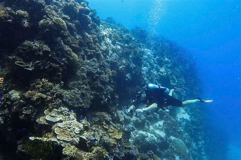 Panglao Diving: Complete Scuba And Travel Guide - Diver Bliss