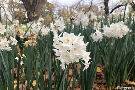 How to Plant, Grow, and Care for the Paperwhite Narcissus | Florgeous