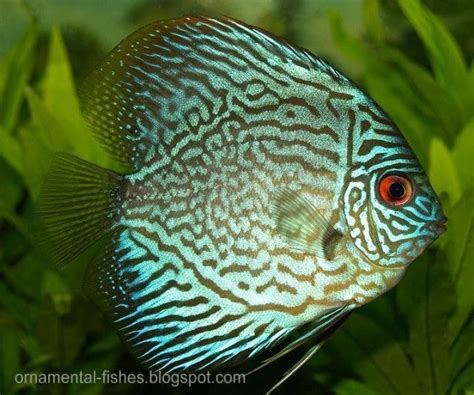 Ornamental fishes - Cichlids fish (Cichlidae) | ornamental aquarium fish