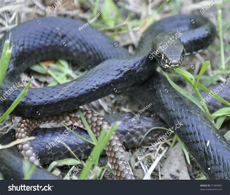 Chicken Snake Stock Photo 51984082 : Shutterstock