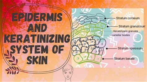 Epidermis and the Keratinization Process |Cosmetic Line | #cosmeticline ...