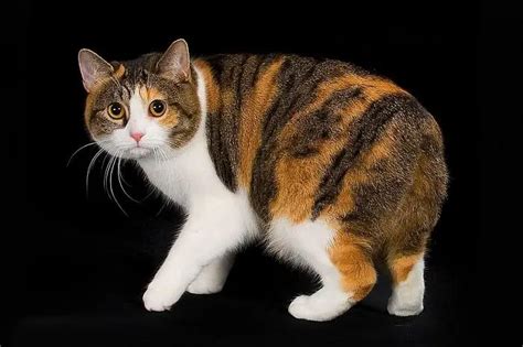 Manx Cat – Purrfect Cat Breeds