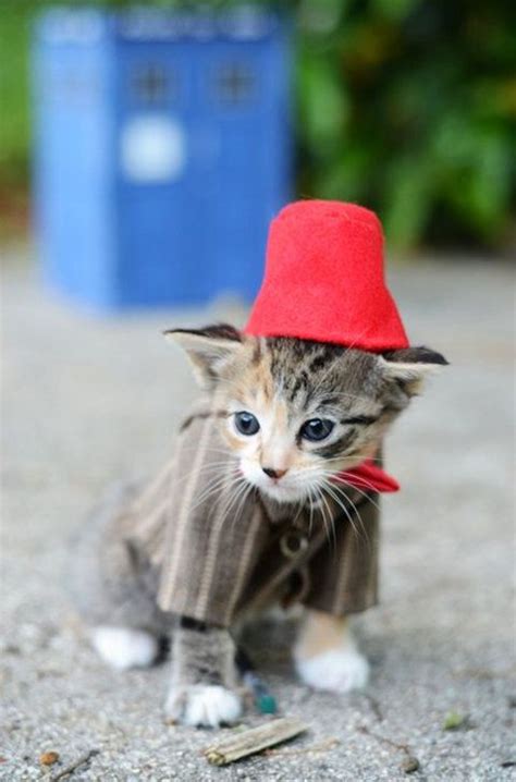 26 Photos of Cute Kitties in Costumes | Kittens in costumes, Cute cats, Funny animals