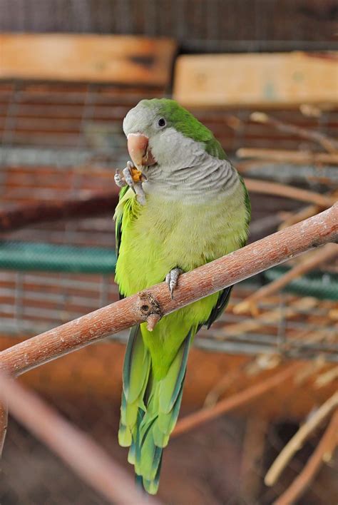 Pictures and information on Monk Parakeet