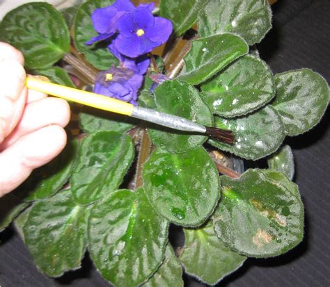 Brown Spots On African Violet Leaves | PIXMOB