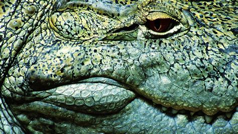 Download wallpaper 1920x1080 teeth, crocodile, eye full hd, hdtv, fhd, 1080p hd background