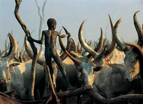 Dinka Tribe: History, Culture, and Facts | Only Tribal