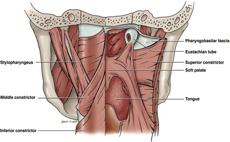 Posterior view of the muscles of the pharyngeal wall. Note that the... | Download Scientific Diagram