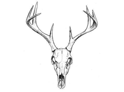 Deer skull tattoos, Deer skull drawing, Skull tattoo design