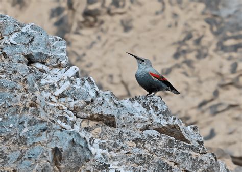 Sattal Pangot Bird Watching | Birding in Himalayas