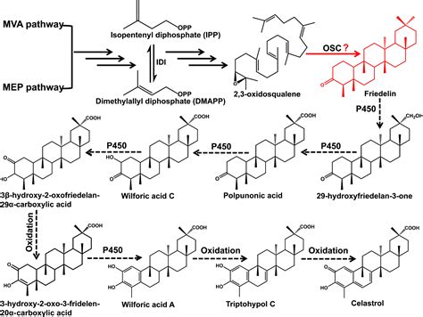 Friedelane‐type triterpene cyclase in celastrol biosynthesis from Tripterygium wilfordii and its ...