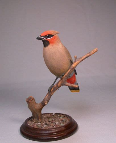 Bohemian Waxwing – Birdhug Studio