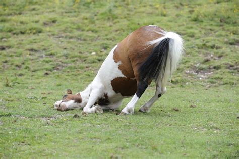 Treating a Horse With Colic (and a Swollen Sheath!) - Your Horse