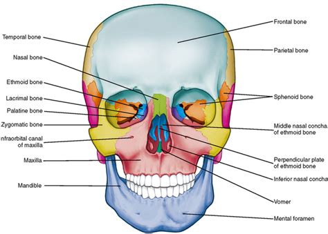 26: Osteology of the Skull | Pocket Dentistry