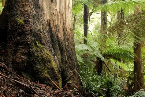 Resources - National - Australian Forests & Climate Alliance