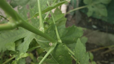 view of okra's leaves. green tree leaves in garden 11780171 Stock Video at Vecteezy