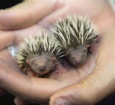 Baby porcupines | Cute baby animals, Baby animals funny, Baby animals