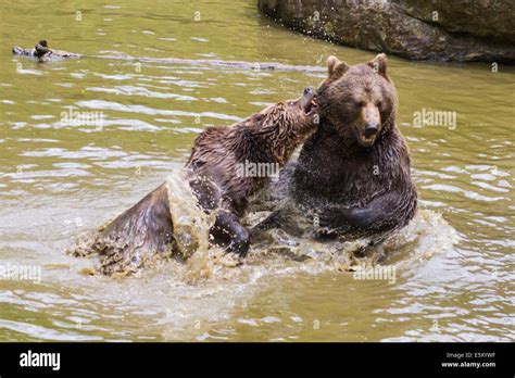 European brown bears play fighting in water Stock Photo - Alamy