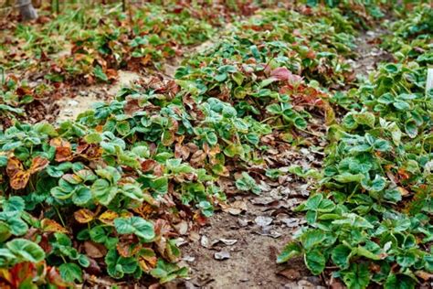 7 Steps To Prepare Your Strawberry Plants For Winter (Fall Strawberry Cleanup)