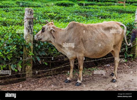 Cow and tea gardens near Srimangal, Bangladesh Stock Photo - Alamy