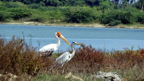 Tamilnadu Tourism: Pulicat Lake Bird Sanctuary, Thiruvallur