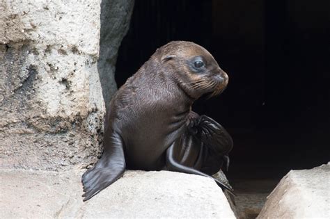 WATCH: Adorable baby sea lions born at the Bronx Zoo | PIX11