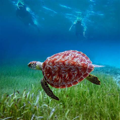 Culebra Island Snorkel & Kayaking Tour | Kayaking Puerto Rico