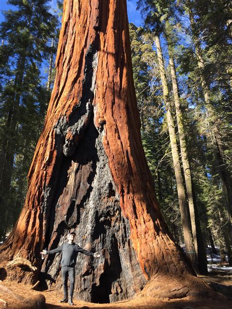 Arrived at sequoia national park, home of the largest trees in the ...