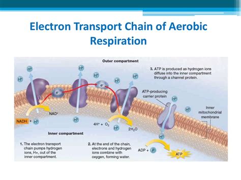 Cellular Respiration - online presentation