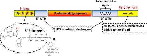 Transcription and Gene Expression (7.2) - MS. SHAW'S CLASSROOM: ENGAGE MINDS, TEACH CHILDREN ...